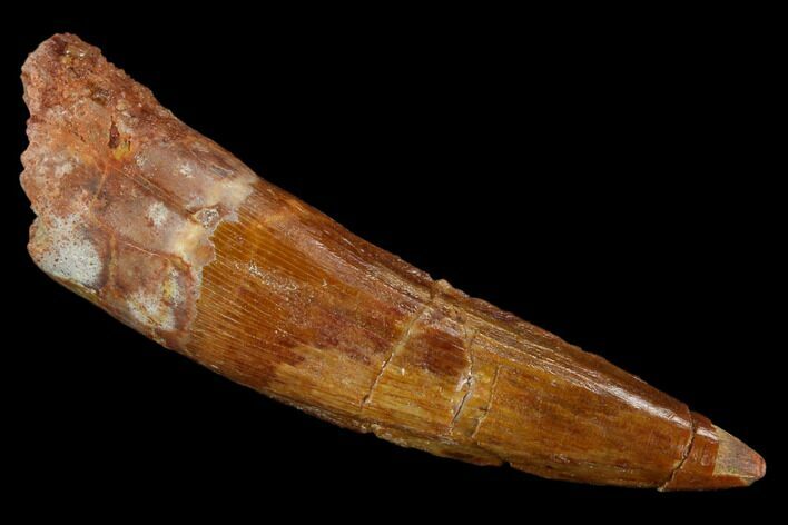 Spinosaurus Tooth - Real Dinosaur Tooth #117887
